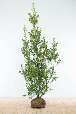 Almindelig kristtorn Ilex aquifolium 'Alaska' hæk 175-200 rodklump