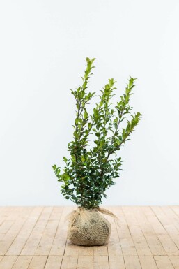 Blågrøn kristtorn Ilex × meserveae 'Blue Maid' hæk 60-80 rodklump Ilex × meserveae 'Blue Maid' 60-80 cm