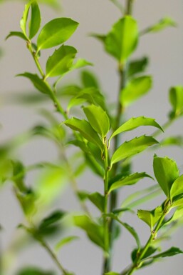 Blågrøn kristtorn Ilex × meserveae 'Blue Maid' hæk 60-80 rodklump