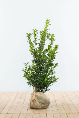 Ilex × meserveae 'Blue Maid' 80-100 cm