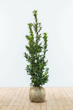 Ilex × meserveae 'Blue Maid' 100-125 cm
