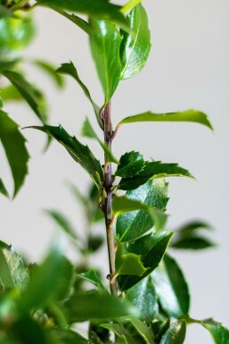 Ilex × meserveae 'Blue Maid' 100-125 cm