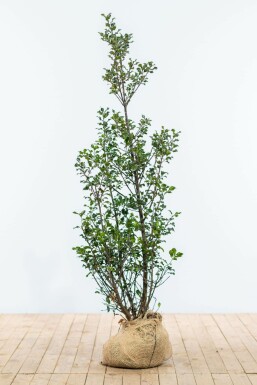 Ilex × meserveae 'Blue Maid' 125-150 cm