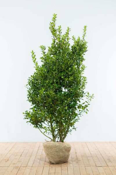 Ilex × meserveae 'Blue Maid' 150-175 cm