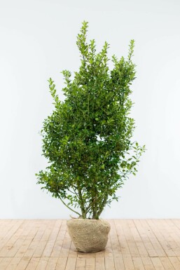 Ilex × meserveae 'Blue Maid' 150-175 cm