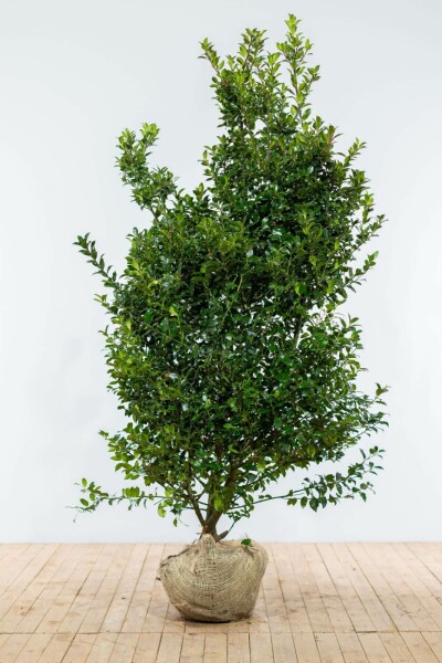 Ilex × meserveae 'Blue Maid' 175-200 cm