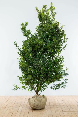Ilex × meserveae 'Blue Maid' 175-200 cm