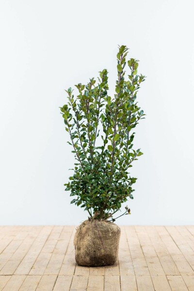 Ilex × meserveae 'Blue Prince' 60-80 cm