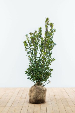 Blågrøn kristtorn Ilex × meserveae 'Blue Prince' hæk 60-80 rodklump Ilex × meserveae 'Blue Prince' 60-80 cm