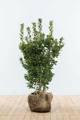 Ilex × meserveae 'Blue Prince' 80-100 cm