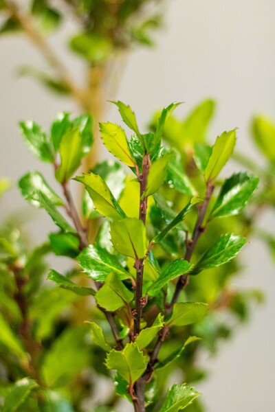 Ilex × meserveae 'Blue Prince' 80-100 cm