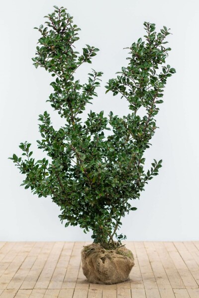 Ilex × meserveae 'Blue Prince' 125-150 cm