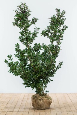 Ilex × meserveae 'Blue Prince' 125-150 cm