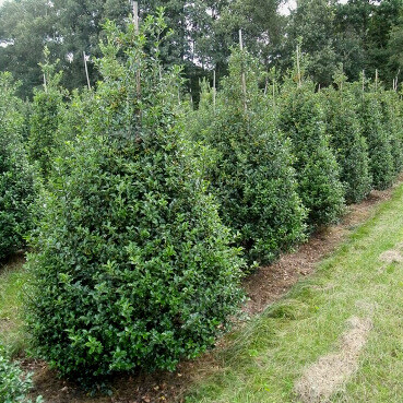 Ilex × meserveae 'Blue Prince' 125-150 cm
