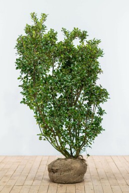 Ilex × meserveae 'Blue Prince' 150-175 cm
