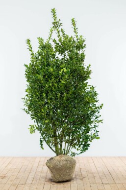 Blågrøn kristtorn Ilex × meserveae 'Blue Prince' hæk 175-200 rodklump Ilex × meserveae 'Blue Prince' 175-200 cm