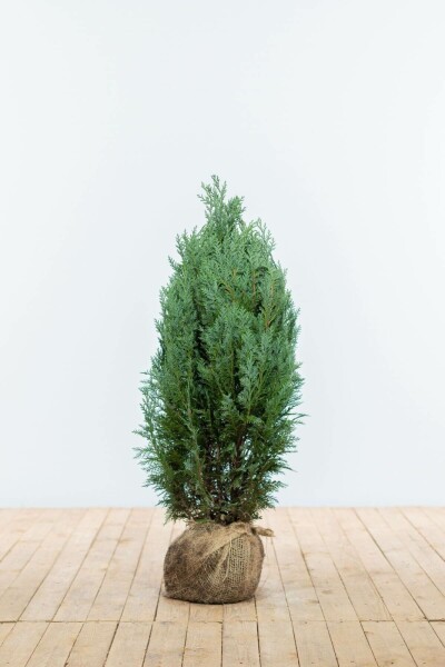 Chamaecyparis lawsoniana 'Columnaris Glauca' 60-80 cm
