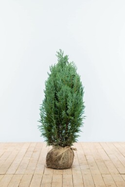 Ædelcypres Chamaecyparis lawsoniana 'Columnaris Glauca' hæk 60-80 rodklump Chamaecyparis lawsoniana 'Columnaris Glauca' 60-80 cm