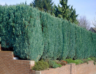 Ædelcypres Chamaecyparis lawsoniana 'Columnaris Glauca' hæk 60-80 rodklump