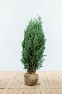 Chamaecyparis lawsoniana 'Columnaris Glauca' 80-100 cm