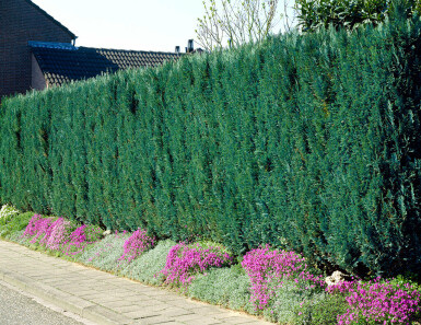 Chamaecyparis lawsoniana 'Columnaris Glauca' 80-100 cm