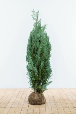 Chamaecyparis lawsoniana 'Columnaris Glauca' 100-120 cm