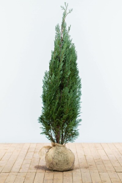 Chamaecyparis lawsoniana 'Columnaris Glauca' 120-140 cm