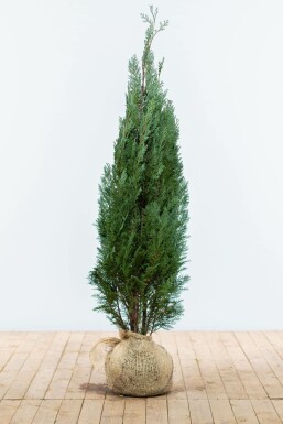 Chamaecyparis lawsoniana 'Columnaris Glauca' 120-140 cm