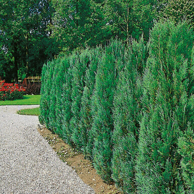Chamaecyparis lawsoniana 'Columnaris Glauca' 120-140 cm