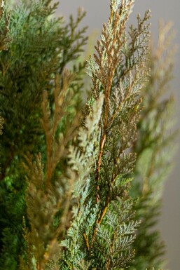 Chamaecyparis lawsoniana 'Columnaris Glauca' 120-140 cm