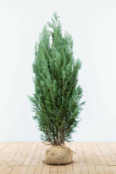 Chamaecyparis lawsoniana 'Columnaris Glauca' 140-160 cm