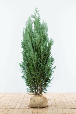 Chamaecyparis lawsoniana 'Columnaris Glauca' 140-160 cm