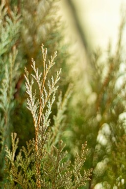 Chamaecyparis lawsoniana 'Columnaris Glauca' 140-160 cm