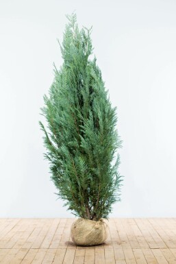 Ædelcypres Chamaecyparis lawsoniana 'Columnaris Glauca' hæk 160-180 rodklump Chamaecyparis lawsoniana 'Columnaris Glauca' 160-180 cm