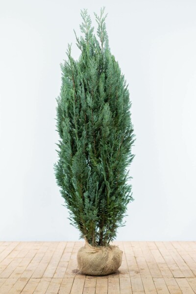 Chamaecyparis lawsoniana 'Columnaris Glauca' 180-200 cm