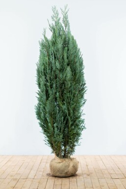 Chamaecyparis lawsoniana 'Columnaris Glauca' 180-200 cm
