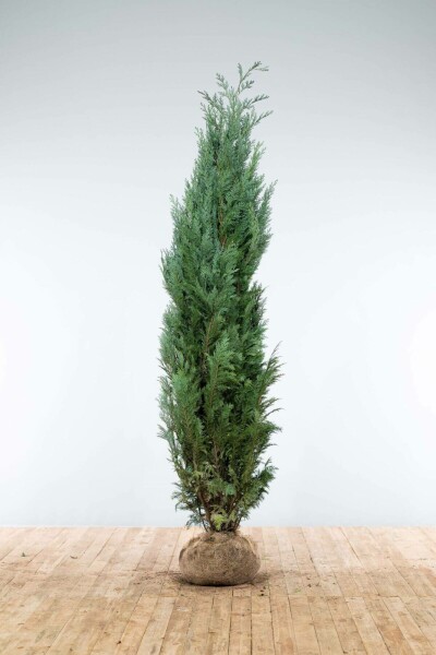 Chamaecyparis lawsoniana 'Columnaris Glauca' 200-225 cm