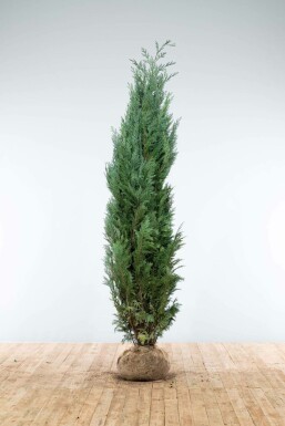 Ædelcypres Chamaecyparis lawsoniana 'Columnaris Glauca' hæk 200-225 rodklump Chamaecyparis lawsoniana 'Columnaris Glauca' 200-225 cm