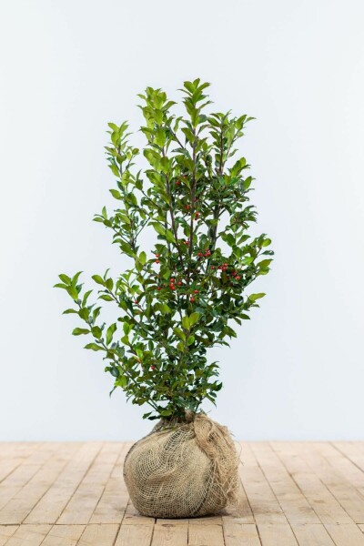Ilex × meserveae 'Heckenfee' 60-80 cm