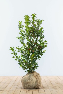 Blågrøn kristtorn Ilex × meserveae 'Heckenfee' hæk 60-80 rodklump Ilex × meserveae 'Heckenfee' 60-80 cm