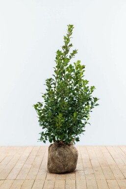 Ilex × meserveae 'Heckenfee' 80-100 cm