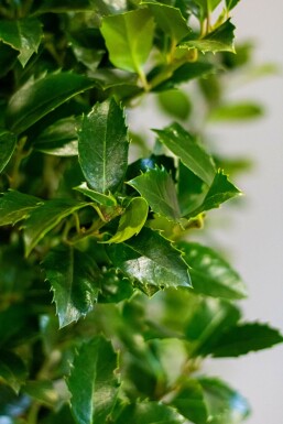 Blågrøn kristtorn Ilex × meserveae 'Heckenfee' hæk 80-100 rodklump