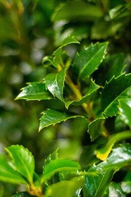 Blågrøn kristtorn Ilex × meserveae 'Heckenfee' hæk 80-100 rodklump
