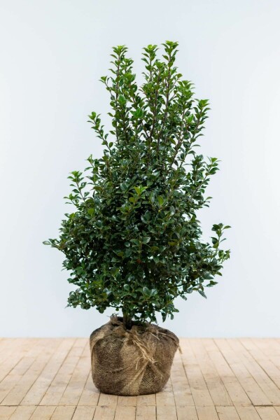 Ilex × meserveae 'Heckenfee' 100-125 cm