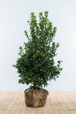 Blågrøn kristtorn Ilex × meserveae 'Heckenfee' hæk 100-125 rodklump Ilex × meserveae 'Heckenfee' 100-125 cm
