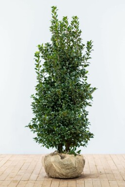 Ilex × meserveae 'Heckenfee' 125-150 cm