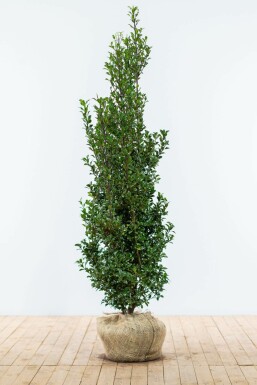 Ilex × meserveae 'Heckenfee' 150-175 cm