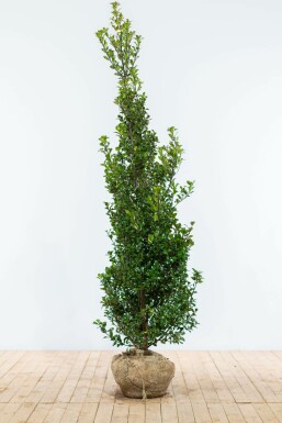 Ilex × meserveae 'Heckenfee' 175-200 cm