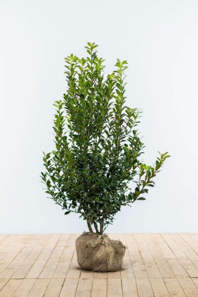 Ilex × meserveae 'Heckenpracht' 60-80 cm