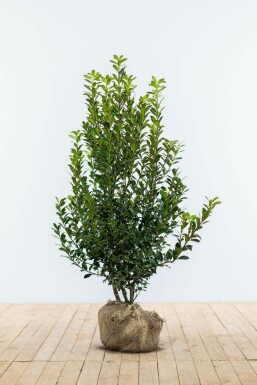 Ilex × meserveae 'Heckenpracht' 60-80 cm